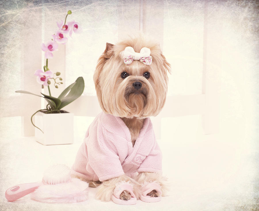Yorkie in Pink Bathrobe and Slippers at the Grooming Salon Photograph by Liliboas