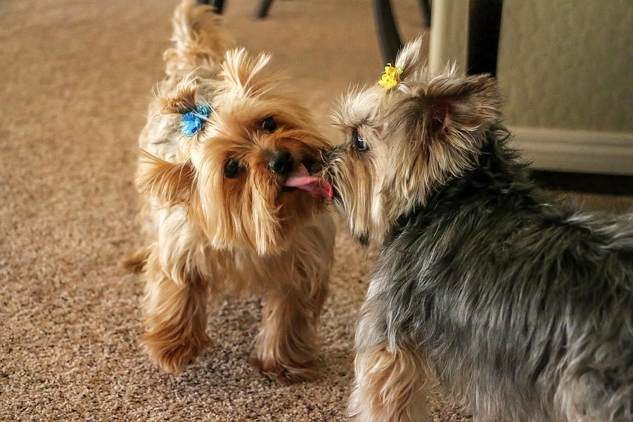 Yorkie  kisses Photograph by Dawn Richards