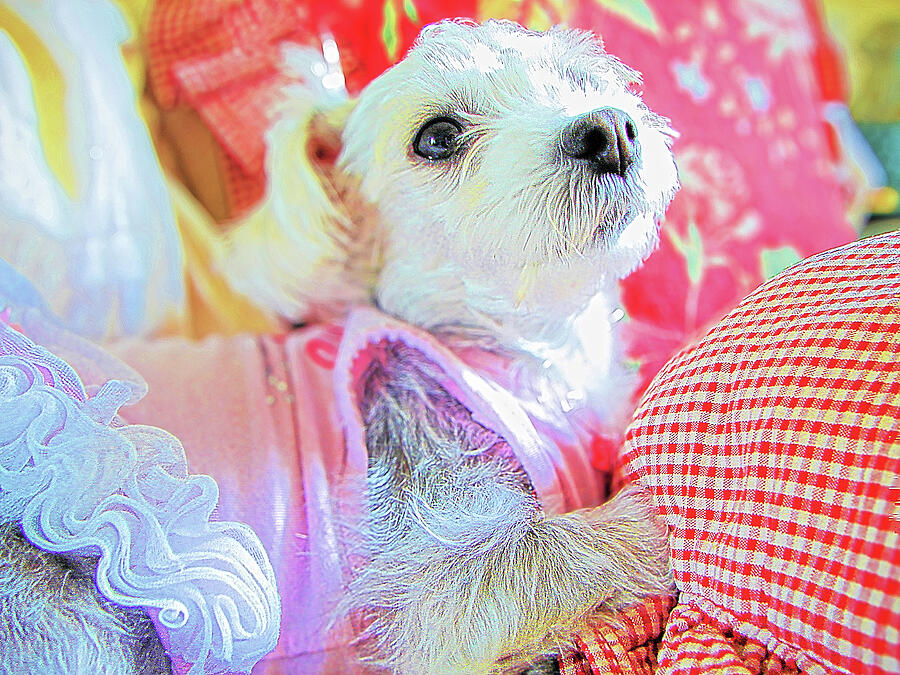 Yorkie on a Pink Tutu 23 Photograph by Miss Pet Sitter