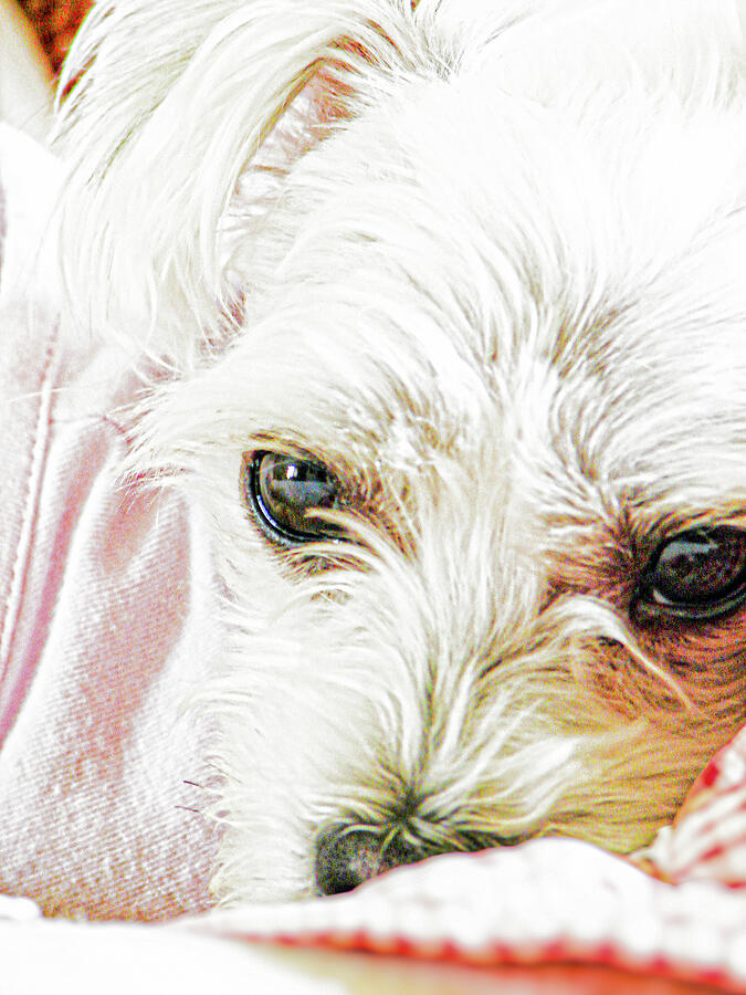 Yorkie Closeup Artwork 2 Photograph by Miss Pet Sitter