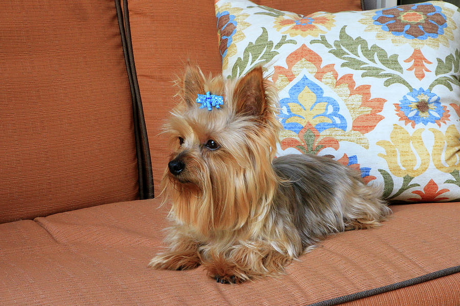 Yorkie on orange chaise 2 Photograph by Dawn Richards