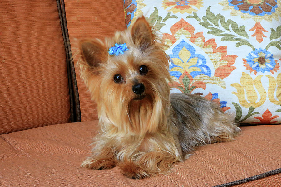 Yorkie on orange chaise Photograph by Dawn Richards