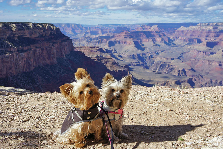 Yorkie pair at the Grand Canyon Photograph by Dawn Richards