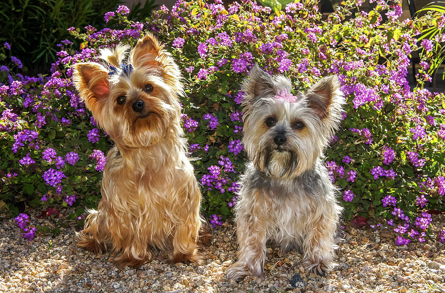 Are Yorkies Better In Pairs