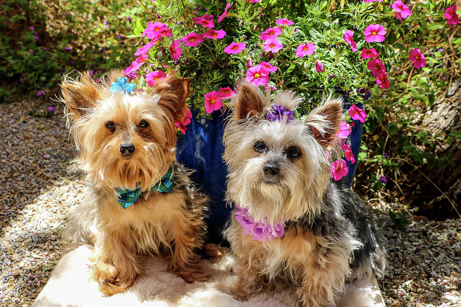 Yorkie Pair with Pink Flowers Photograph by Dawn Richards