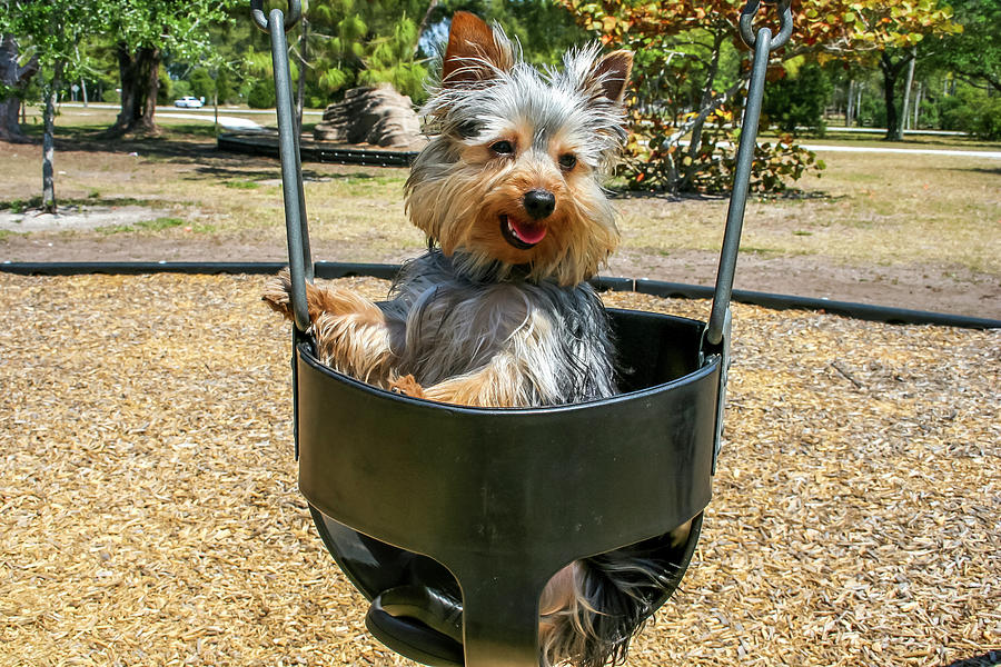 Yorkie Puppy in Swing Photograph by Dawn Richards