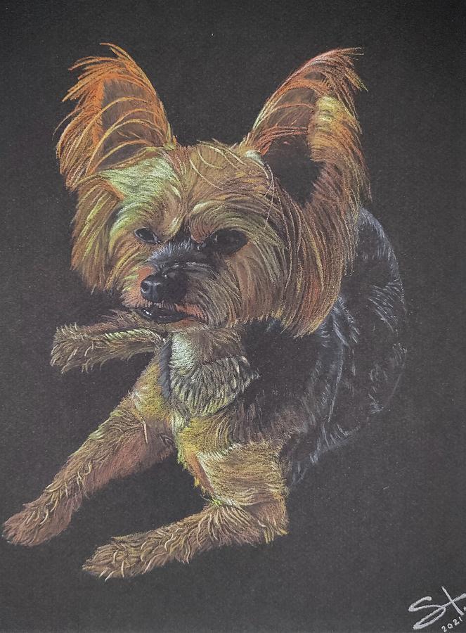 Dog Drawing - Yorkie by S Taylor