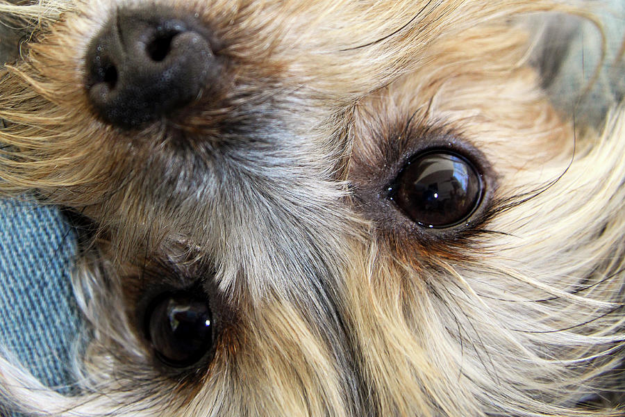 Yorkie upside down Photograph by Dawn Richards