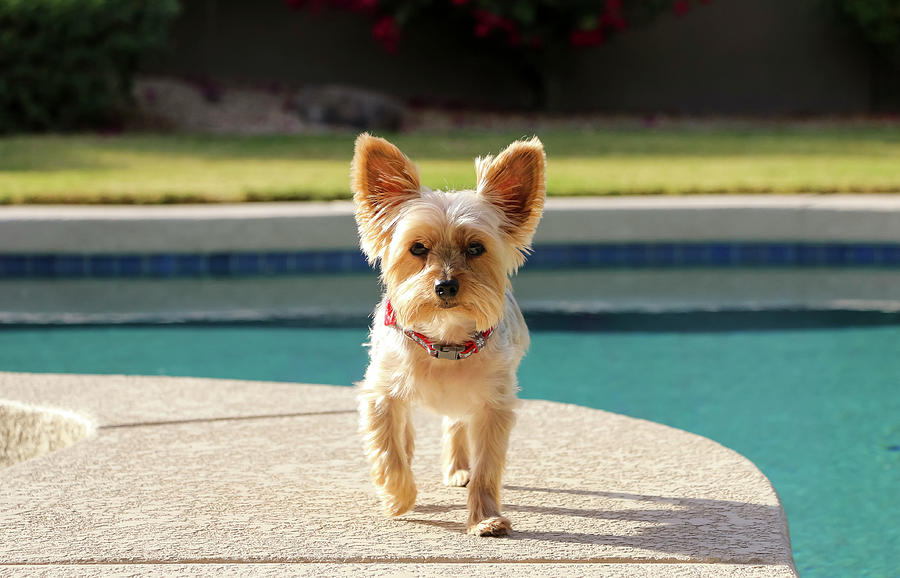 Yorkie walking from Pool Photograph by Dawn Richards