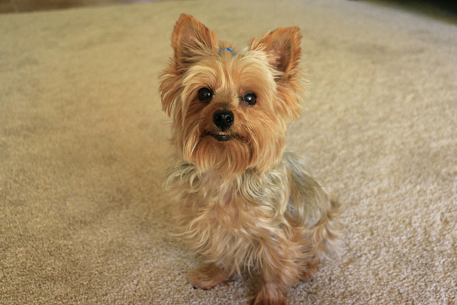 Yorkie with a smile Photograph by Dawn Richards