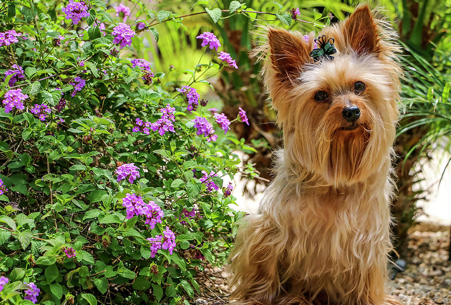 Yorkie with black bow and purple flowers Photograph by Dawn Richards