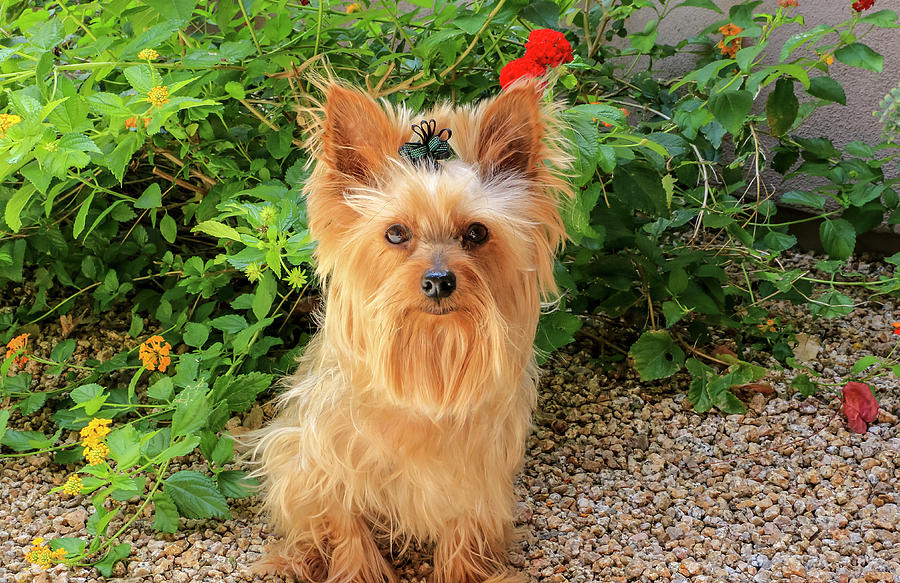 Yorkie with black bow Photograph by Dawn Richards