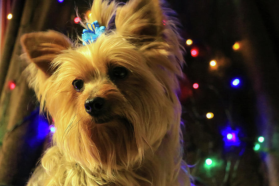Yorkie with blue bow and lights 2 Photograph by Dawn Richards