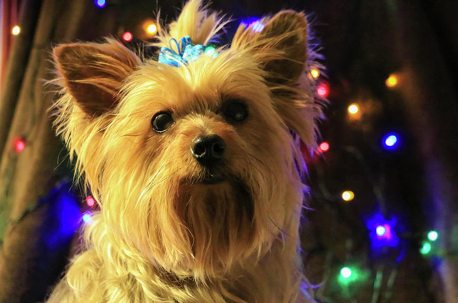 Yorkie with blue bow and lights Photograph by Dawn Richards