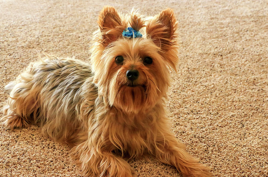 Yorkie with blue bow Photograph by Dawn Richards