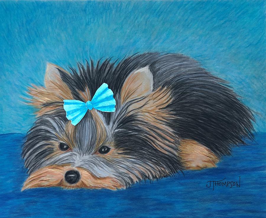 Yorkie with Blue Bow Drawing by Judy Thompson