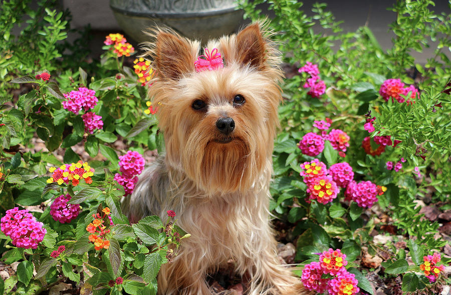 Yorkie with pink bow and pink flowers Photograph by Dawn Richards