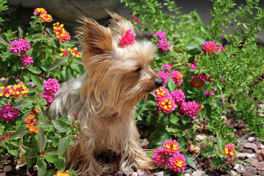 Yorkie with pink bow and pink flowers from side Photograph by Dawn Richards