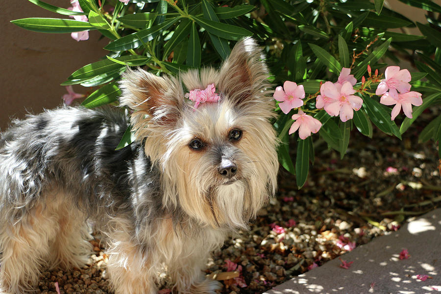 Yorkie with pink bow and pink oleanders 2 Photograph by Dawn Richards