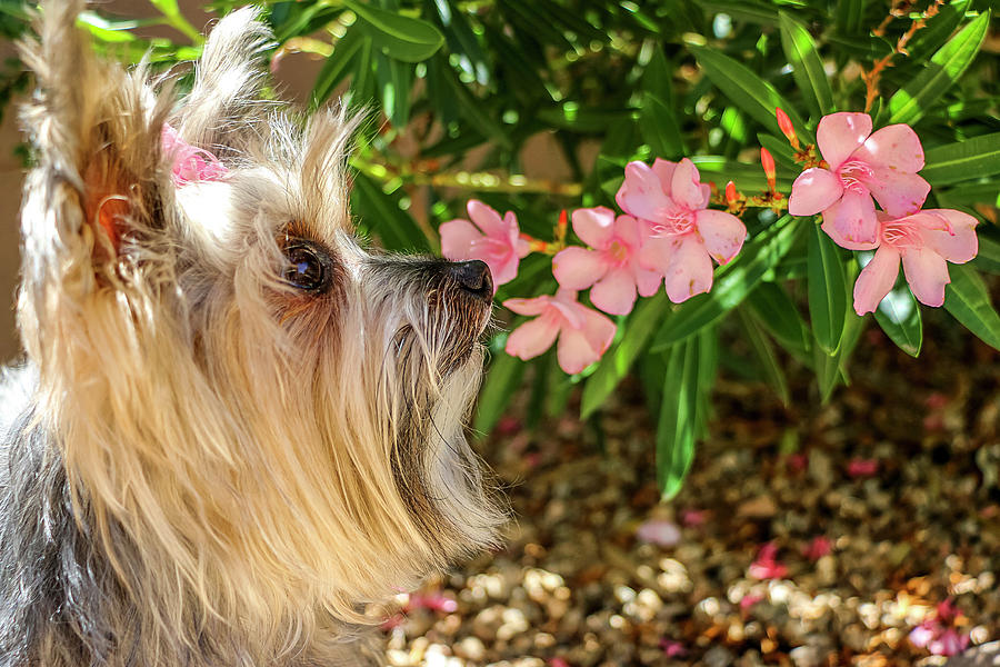 Yorkie with pink bow and pink oleanders close up Photograph by Dawn Richards