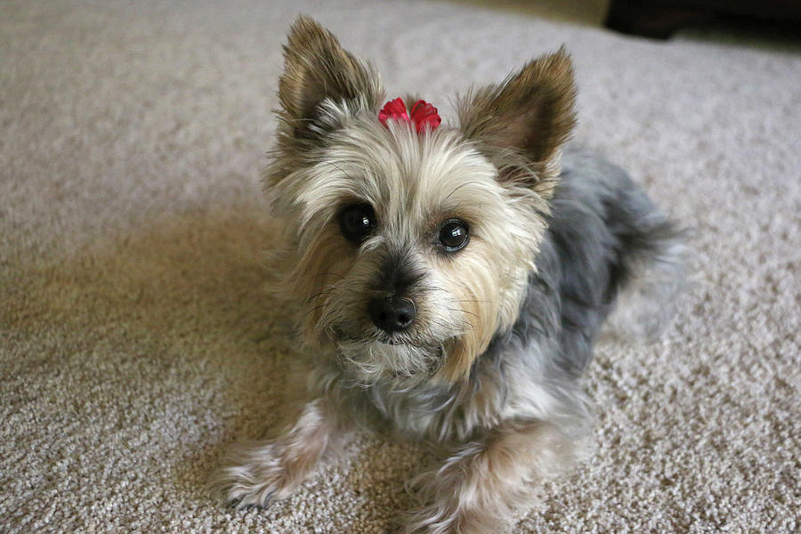 Yorkie with red bow Photograph by Dawn Richards