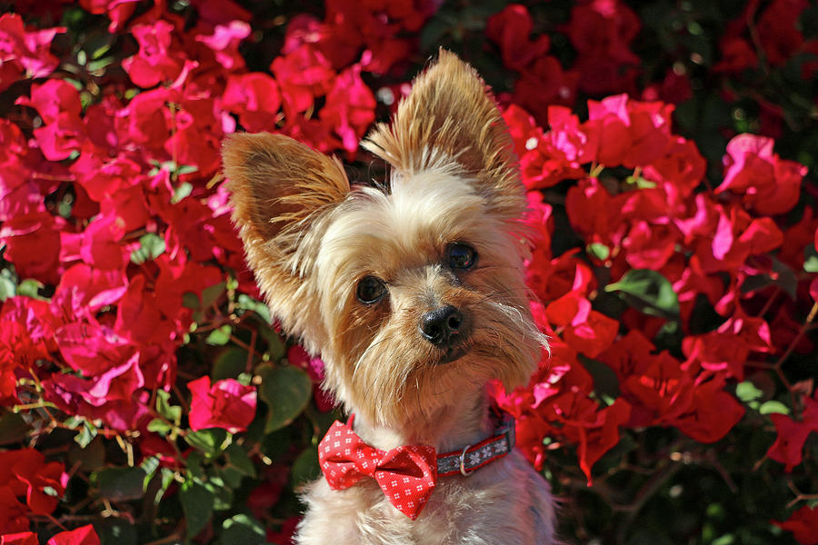 Yorkie With Red Flowers Photograph