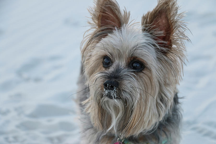 Yorkie with Sand on Nose 1 Photograph by Dawn Richards