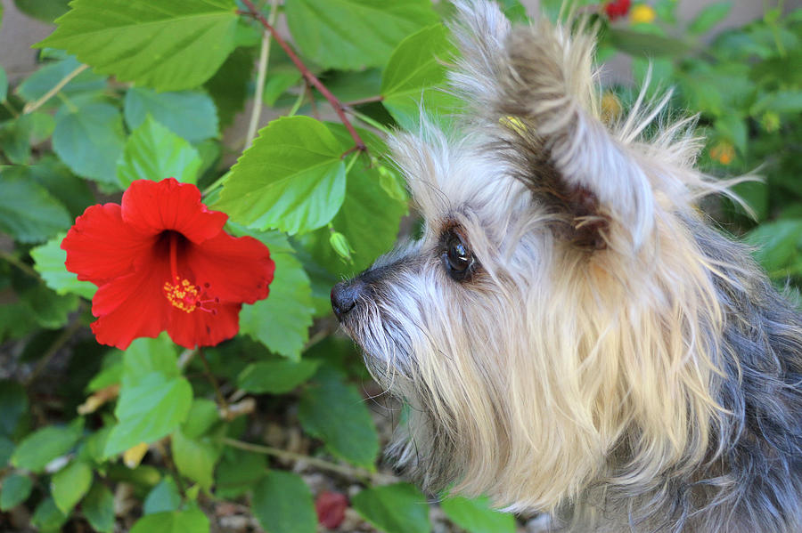 Yorkie with yellow bow and red hibiscus 2 close up Photograph by Dawn Richards