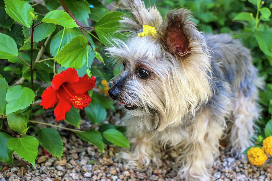 Yorkie with yellow bow and red hibiscus Photograph by Dawn Richards