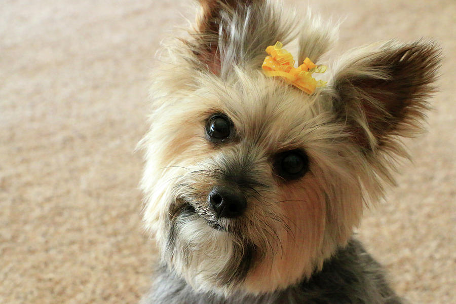 Yorkie with yellow bow close up Photograph by Dawn Richards