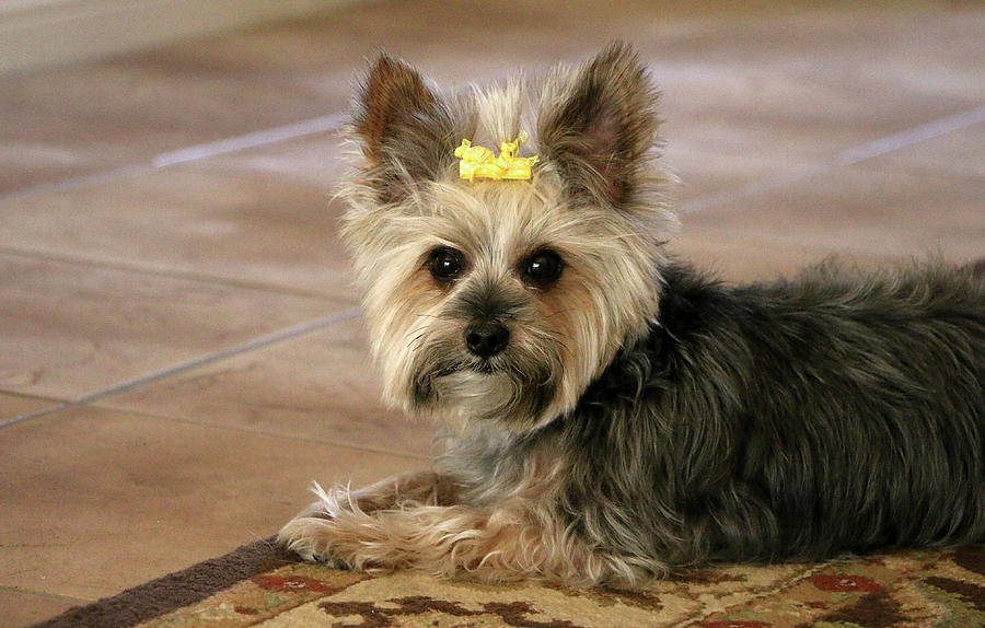 Yorkie with yellow bow Photograph by Dawn Richards