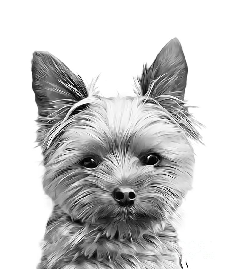Yorkie Yorkshire Terrier Sweet Lovable Puppy Photograph