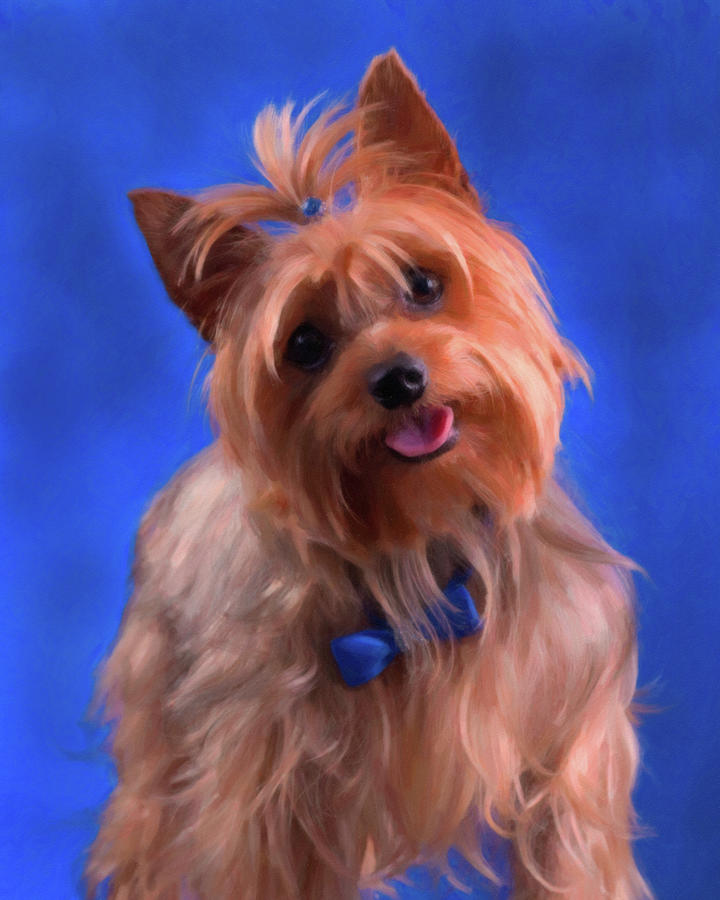 Yorkie_Airbrush Photograph by Rocco Leone