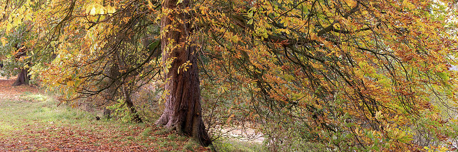 Yorkshire Autumn tree Photograph by Sonny Ryse