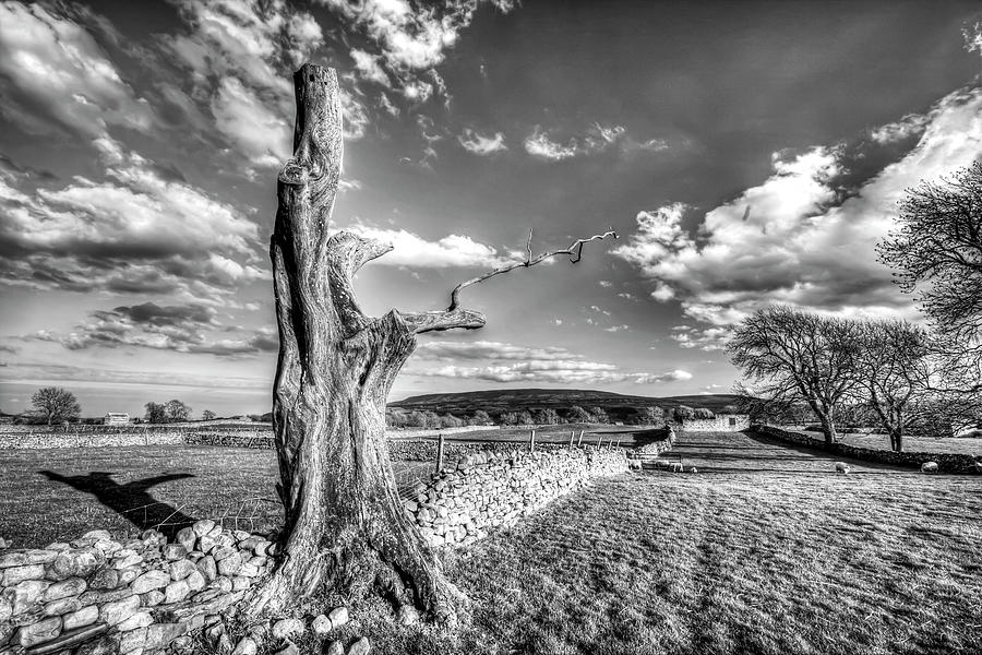 Yorkshire Dales, Dead Tree Photograph by Paul Thompson - Fine Art America