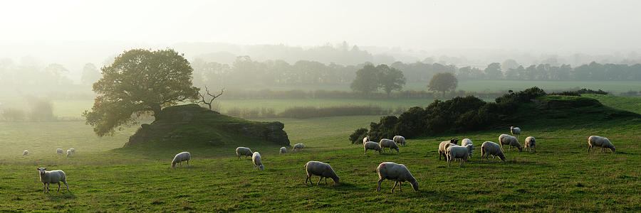 Yorkshire Dales Sheep Photograph by Sonny Ryse