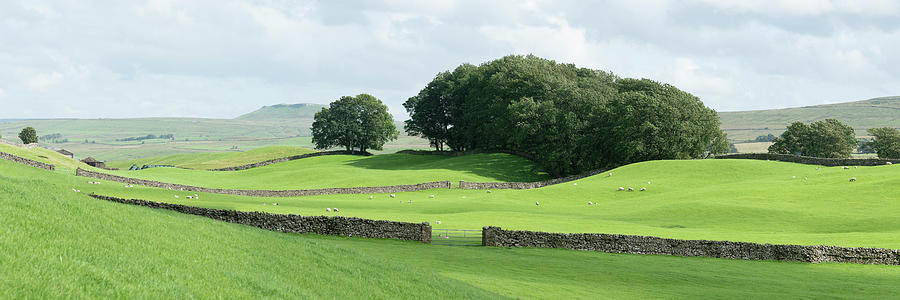 Yorkshire Dales Wensleydale Fields Photograph by Sonny Ryse