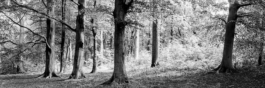 Yorkshire Midderdale Woodland black and white Photograph by Sonny Ryse