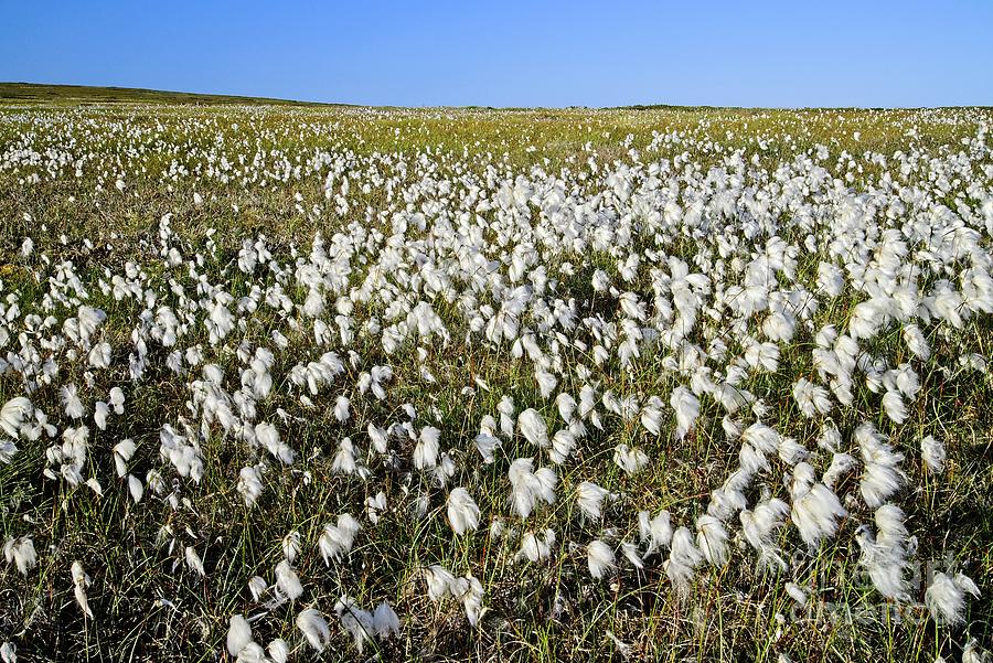 Yorkshire Moorland Cotton Grass  Photograph by Martyn Arnold