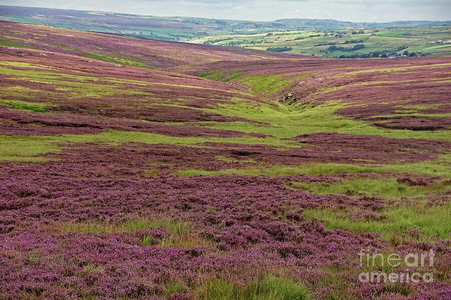 Yorkshire moorland heather. Photograph by David Birchall