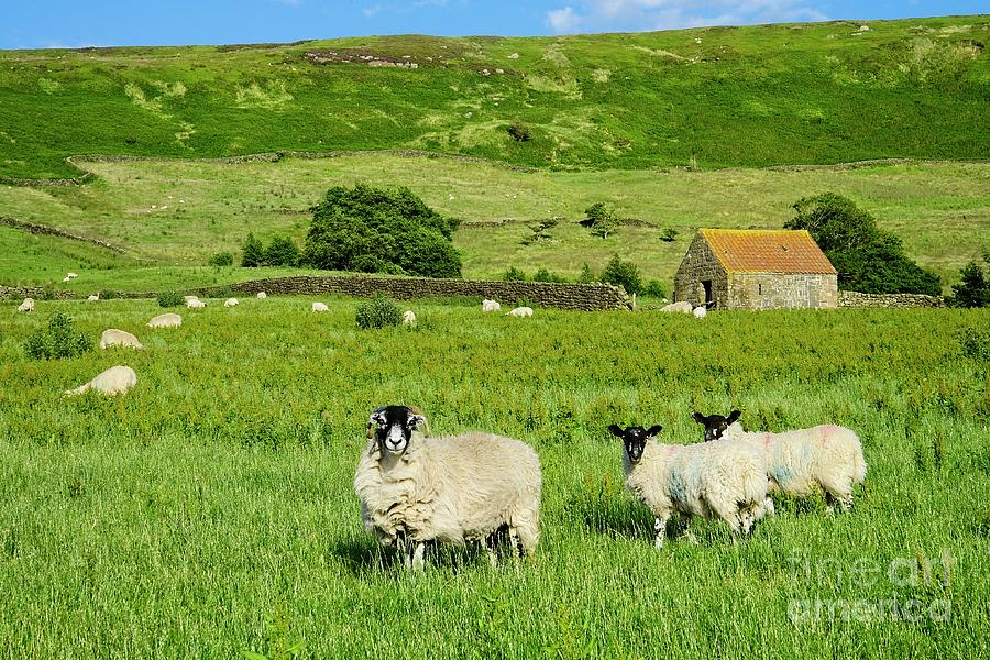 Yorkshire Moorland Summer Photograph by Martyn Arnold