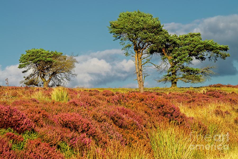 Yorkshire Moors Autumn Photograph by Martyn Arnold