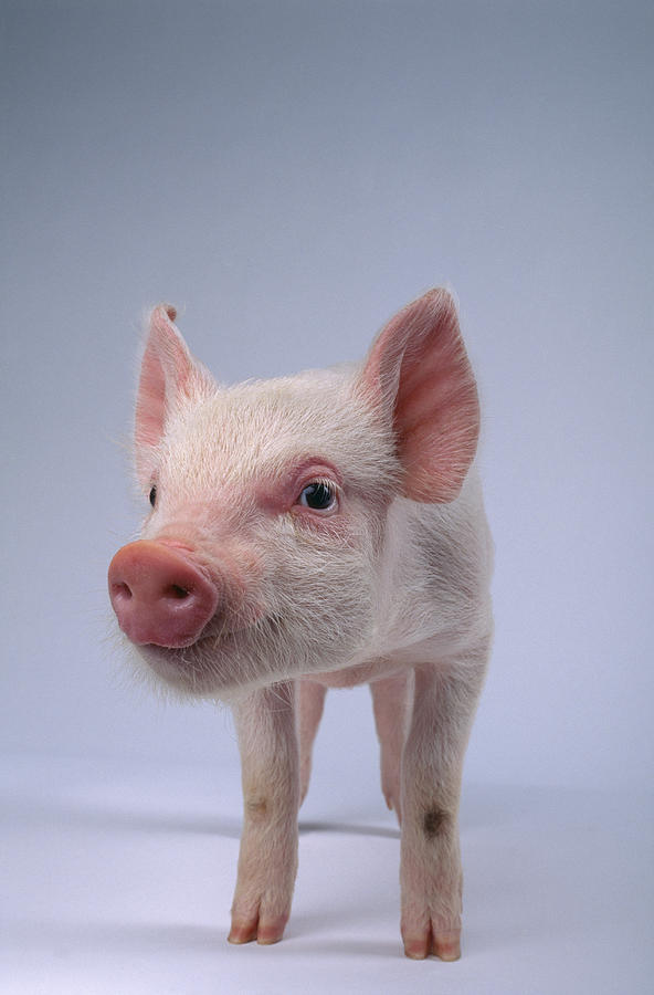 Yorkshire Piglet Photograph by Fuse