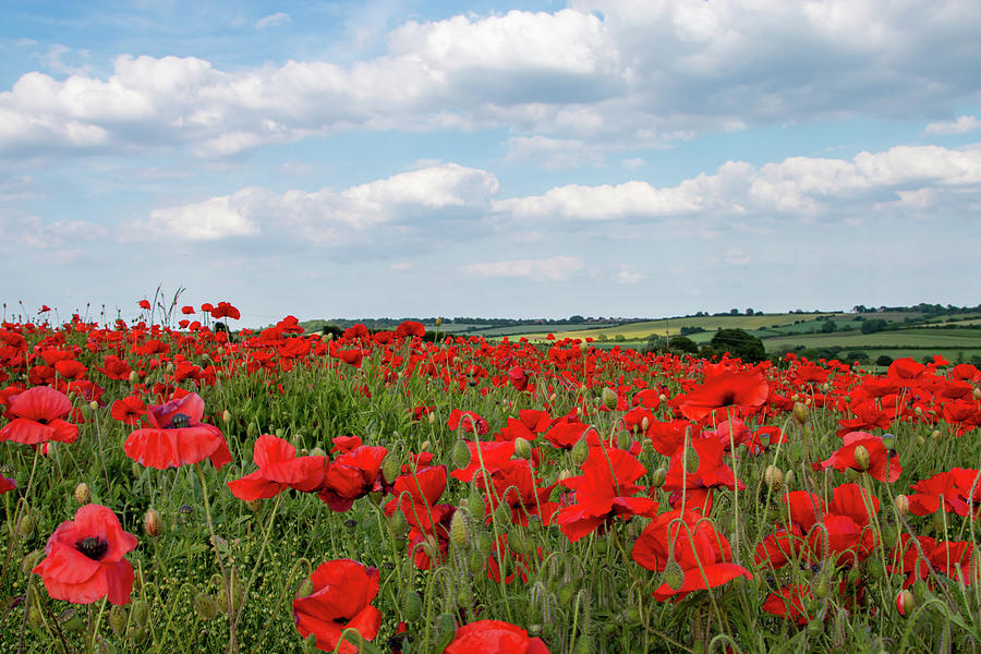 Yorkshire Poppy Field Wildflowers Photograph