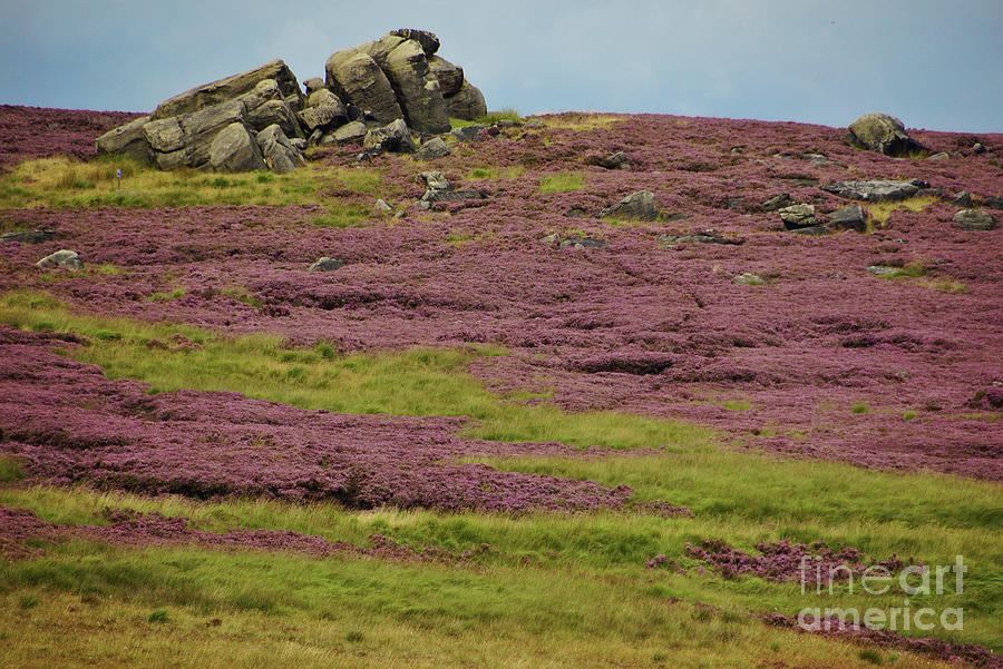 Yorkshire purple heather  Photograph by David Birchall