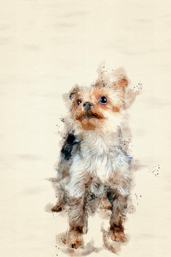 Yorkshire Terrier Painting