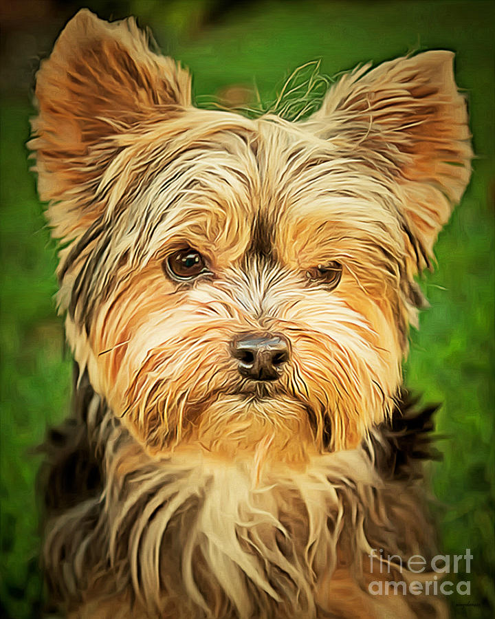 Yorkshire Terrier Dog in Traditional Painterly Golden Light 20210131 Photograph by Wingsdomain Art and Photography