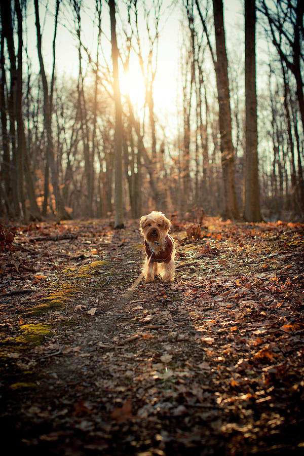 Yorkshire terrier dog on leash on walk in wood Photograph by Vanessa Van Ryzin, Mindful Motion Photography