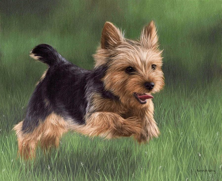 Dog Painting - Yorkshire Terrier Painting by Rachel Stribbling