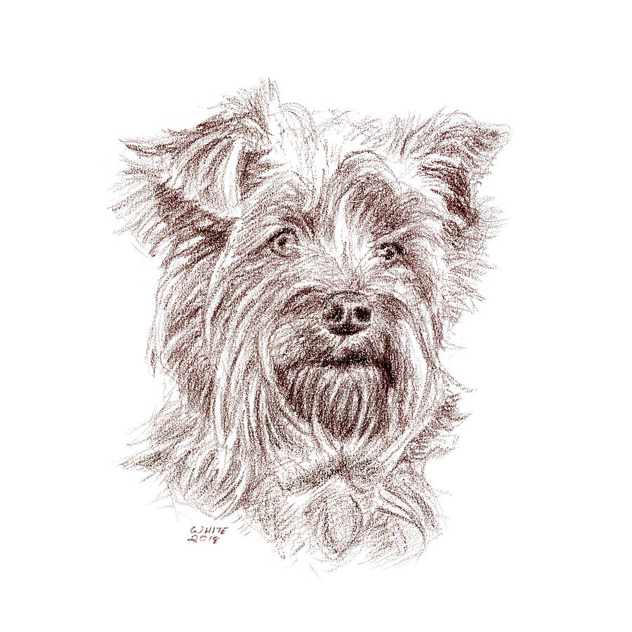 Yorkshire Terrier Portrait Pastel by Dominic White